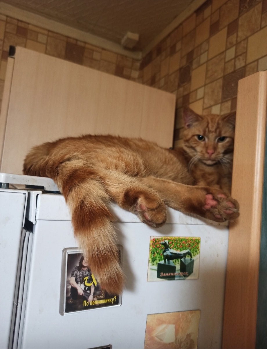 Мне сверху видно всё- ты так и знай! 😽