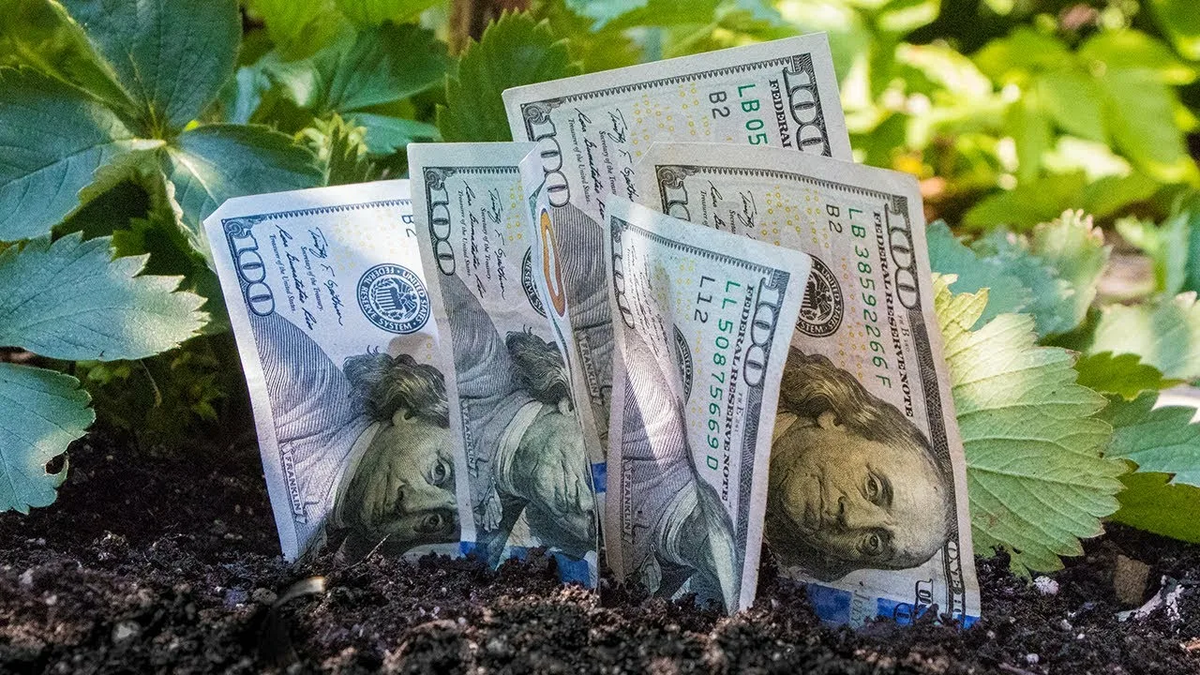 Источник: Growing Money In A Garden (ютуб)