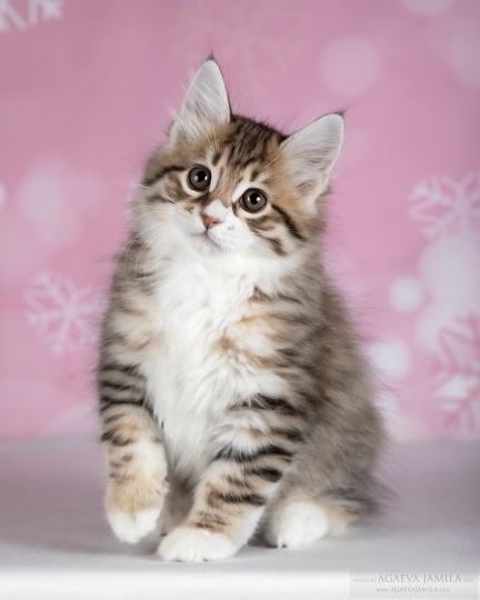 Котенок курильского бобтейла из питомника Noble Beast
