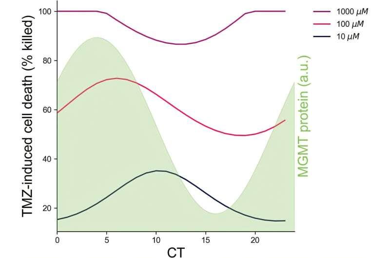 Темозоломид при глиобластоме может работать лучше в определённое время суток