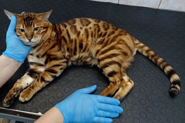    Фото: Ветеринарный центр ПЕС и КОТ
