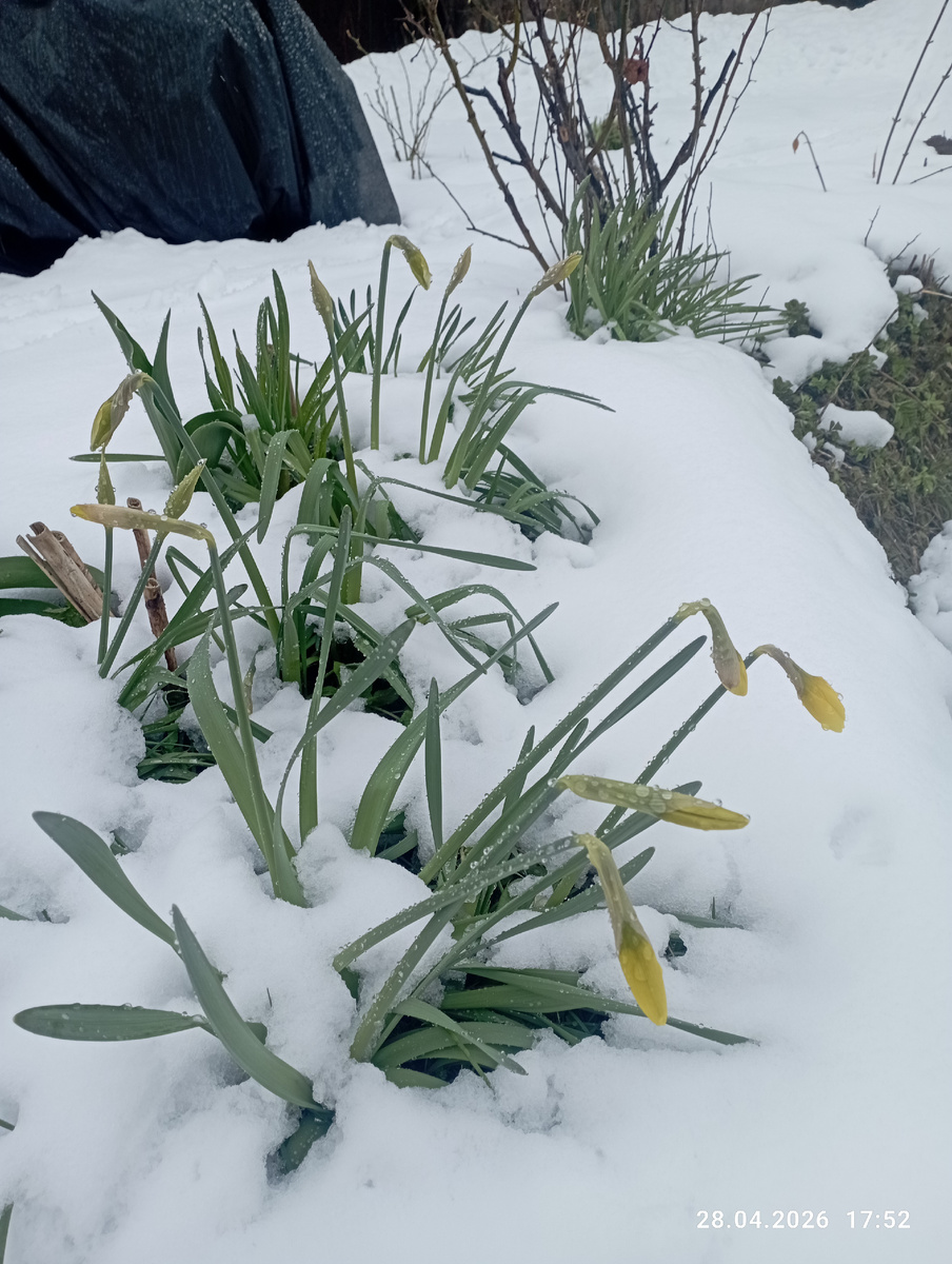 Нарциссам пришлось стать подснежниками!!!