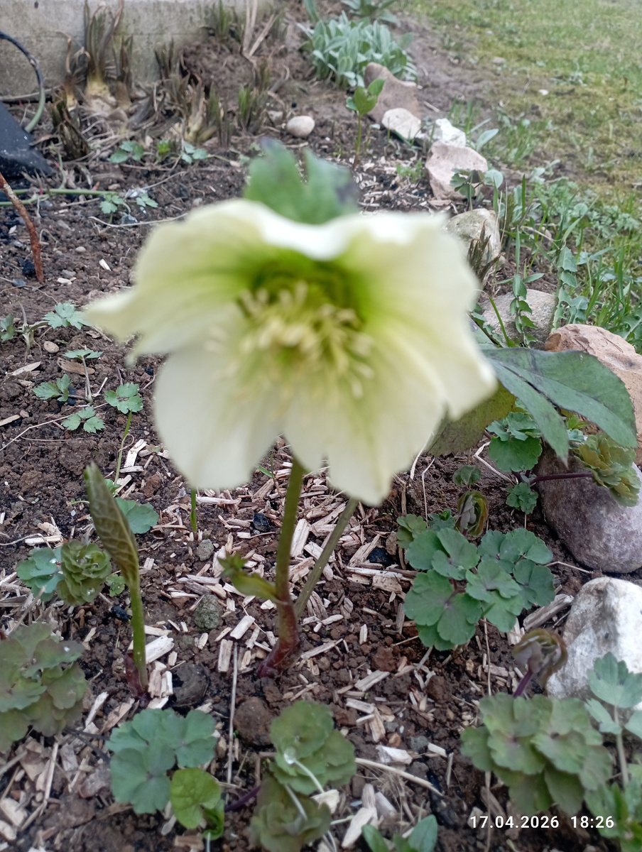 Морозник в  марте, конечно, самый смелый!