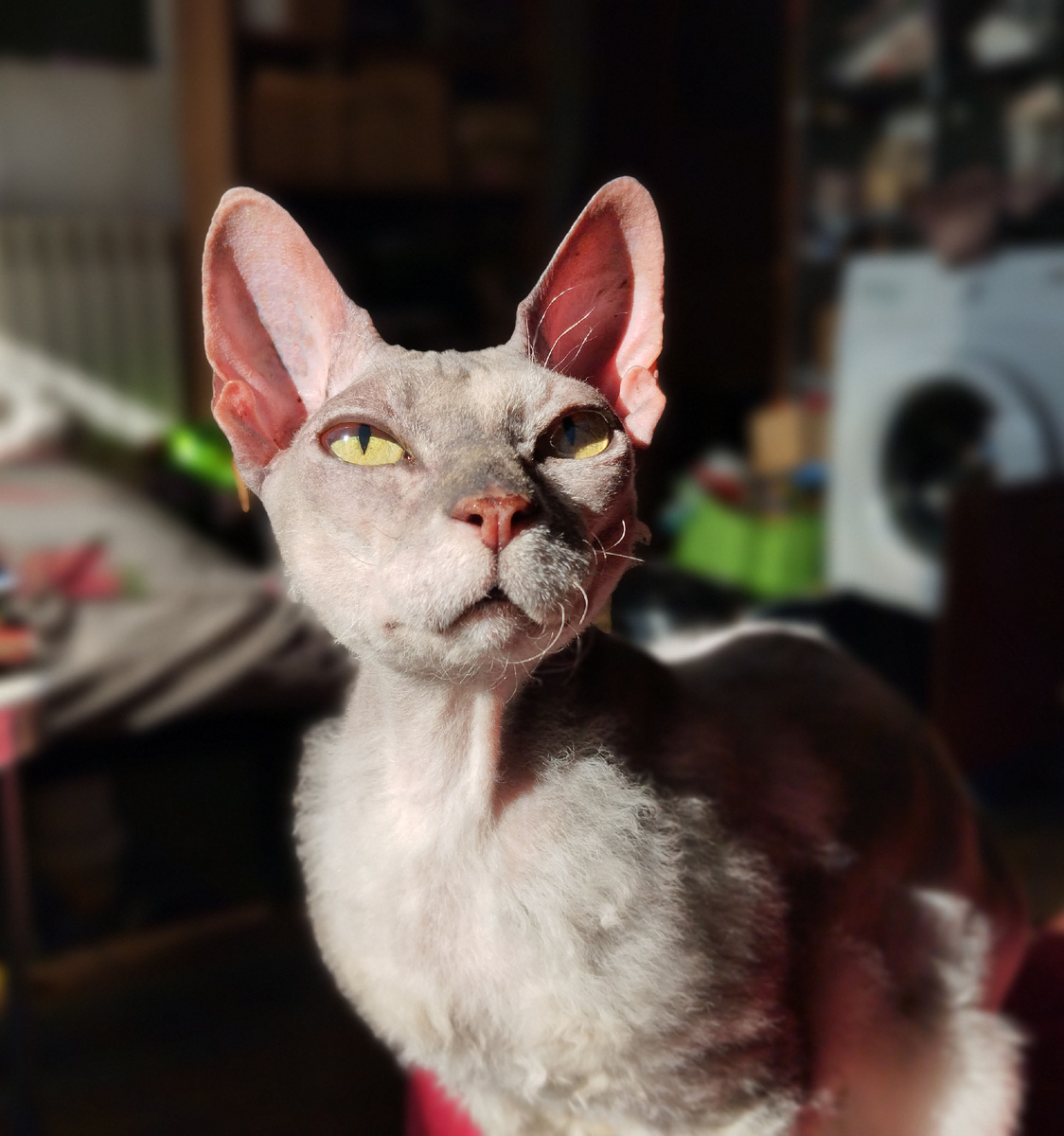 Кошка Клёпа