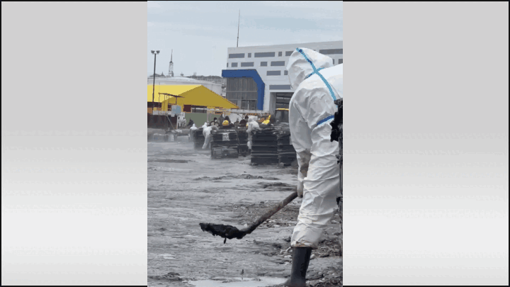    Волонтёры жалуются, что им не хватает рук для уборки с пляжа мазута.GIF видео с ТГ-канала "Осторожно новости"