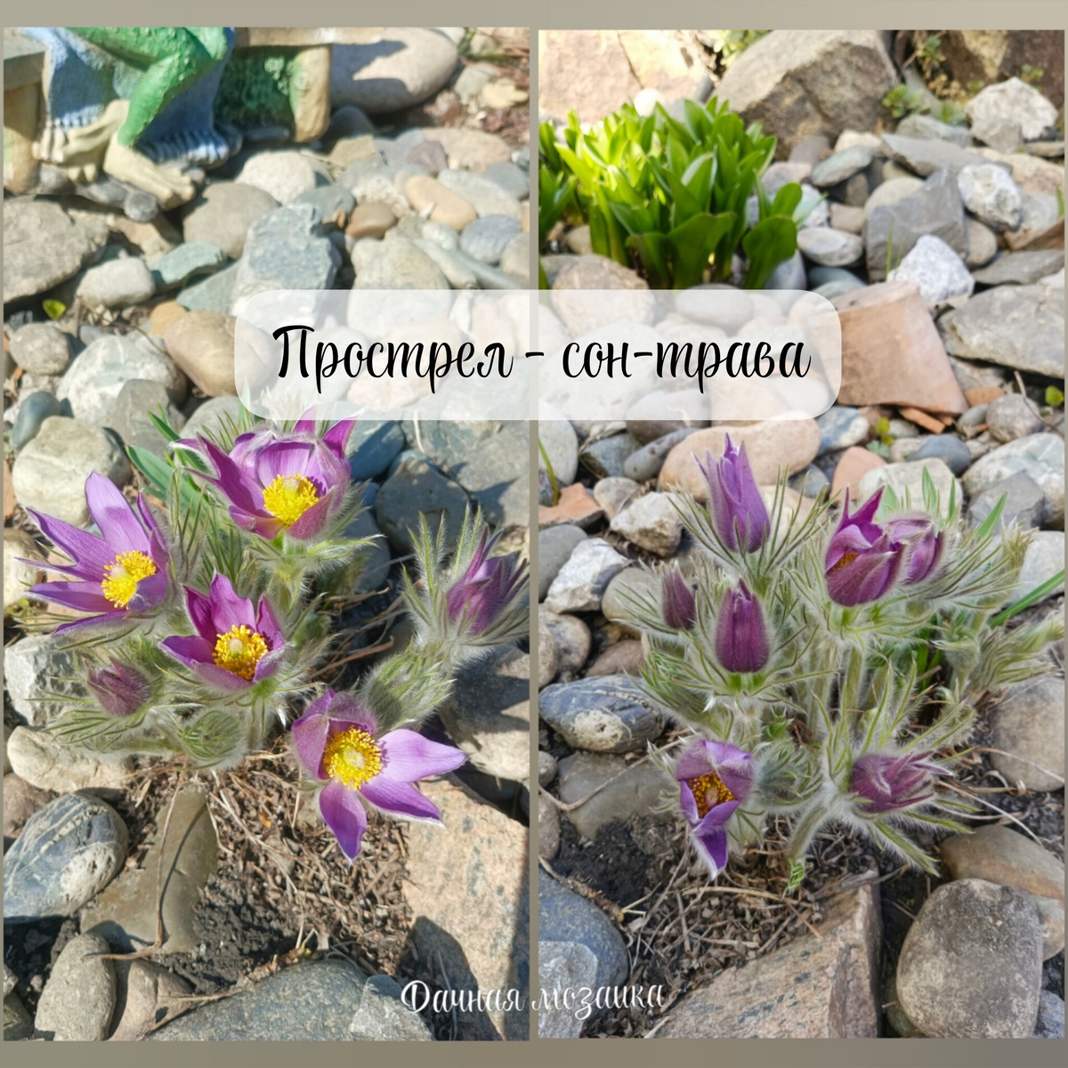 ОткрЫтый цветок днем на солнце и закрывающийся в тени или вечером