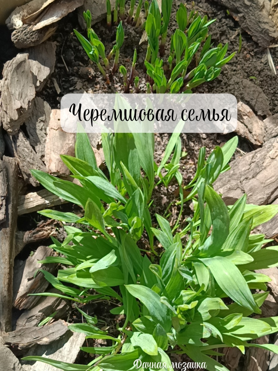 Два вида черемши. Видно какие они разные