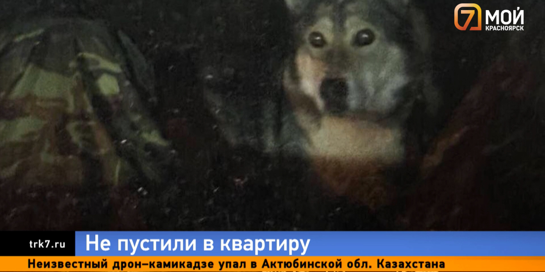 В Преображенском мужчина трое суток продержал собаку в закрытом авто