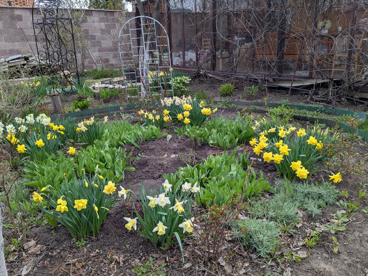 Вот такая клумба с зеленым временным бордюром