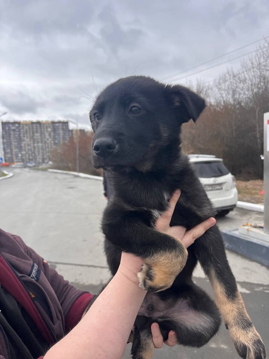 Черныш в надежных руках