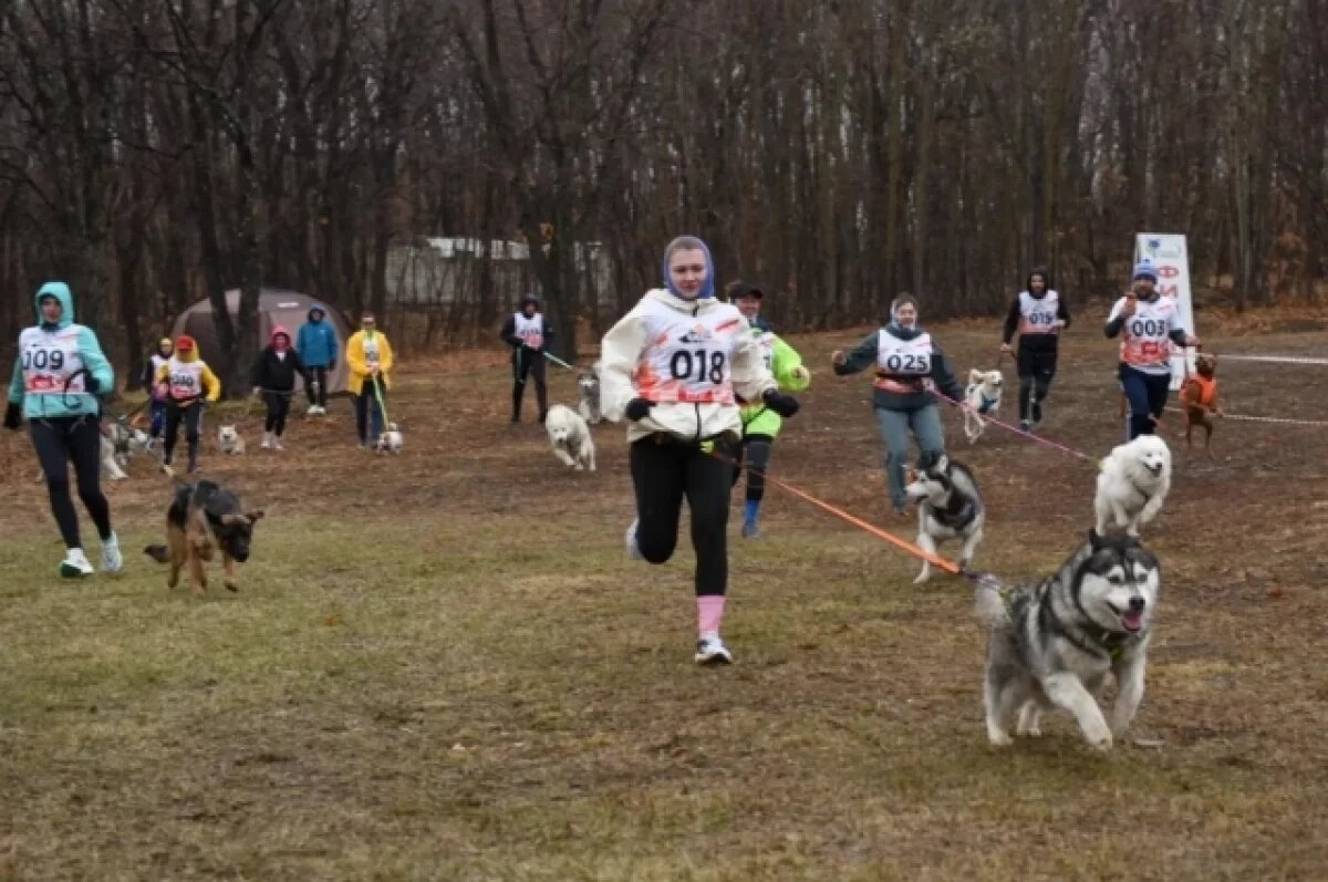    В Хабаровском крае впервые прошёл забег с собаками на выносливость
