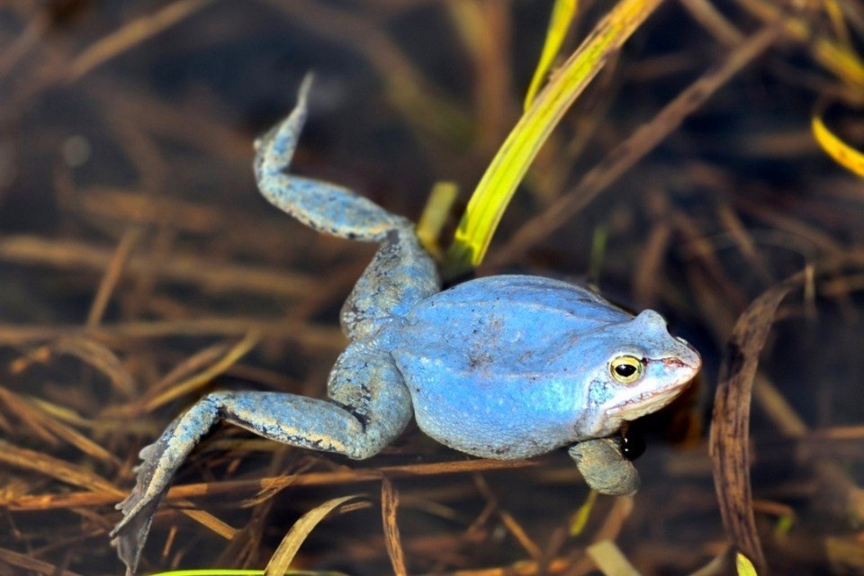    Способность к размножению появляется у лягушек только к третьему году жизни. Фото: t.me/kazdoytvaripopare
