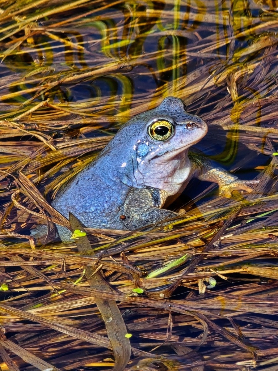    Фото: t.me/kazdoytvaripopare