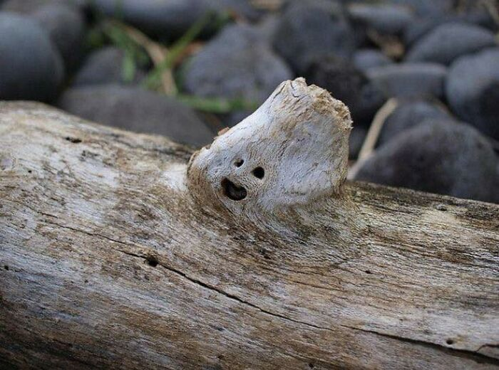 Источник: Things that look like faces