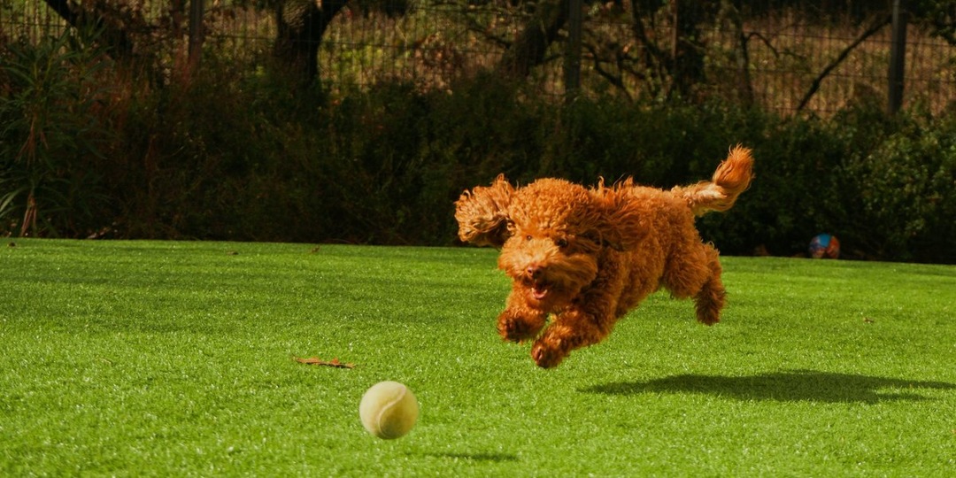 Цена любви: сколько стоит содержание питомца в 2026