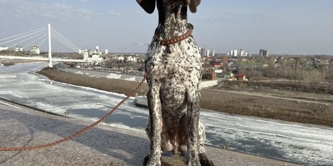 ПЯТНИСТЫЙ КОРМИЛЕЦ или 2000 КМ ЗА СОБАКОЙ