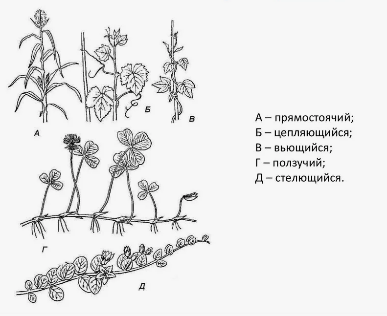 рисунок из сети интернет