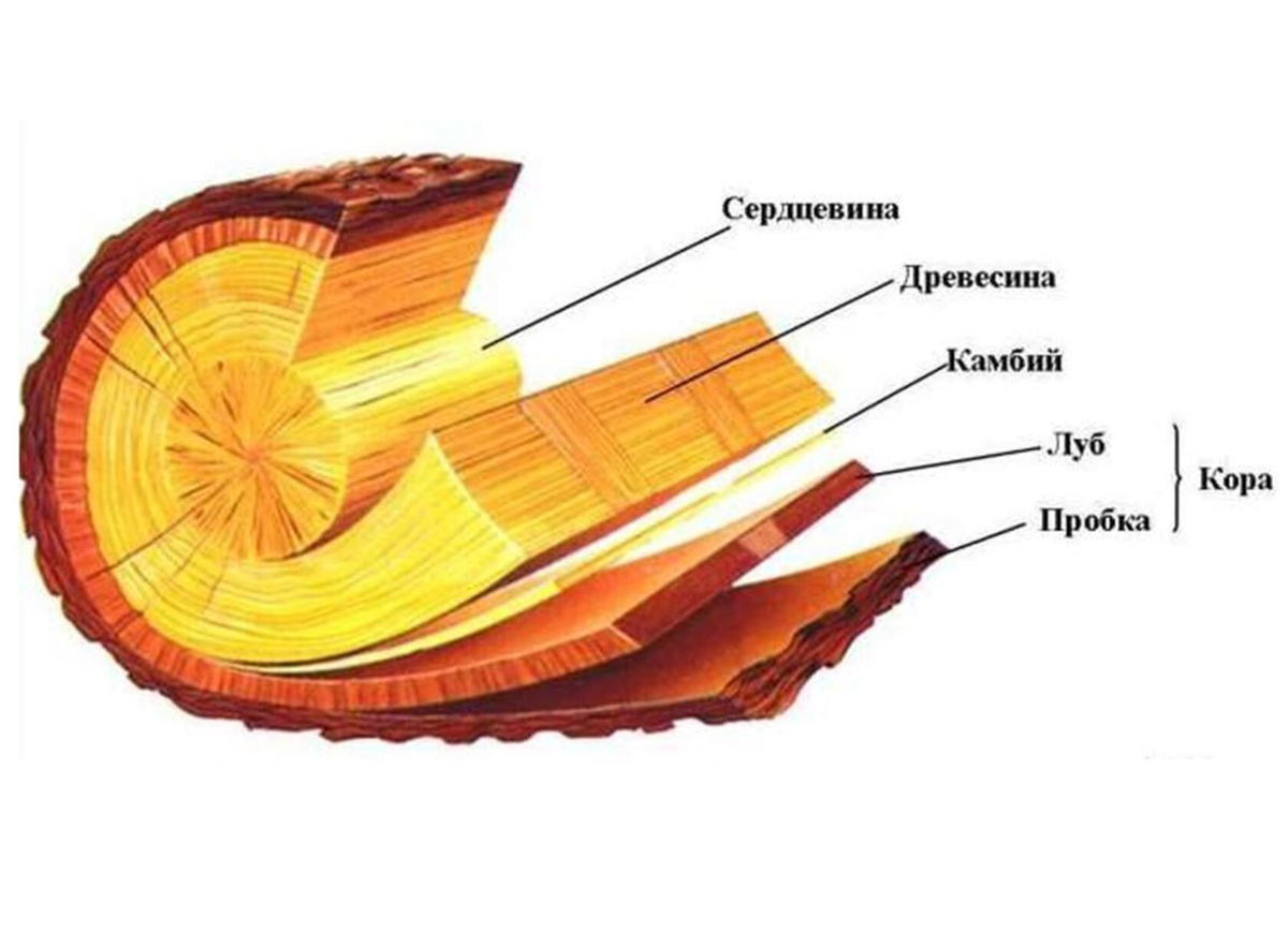 рисунок из сети интернет: четыре слоя - кора, камбий, древесина, сердцевина. Камбий невооружённым глазом  увидеть нельзя, но можно почувствовать, удалив часть коры с поверхности древесины и проведя пальцами по обнажившемуся месту. Клетки камбия при этом разрываются, и их содержимое вытекает, увлажняя древесину. 