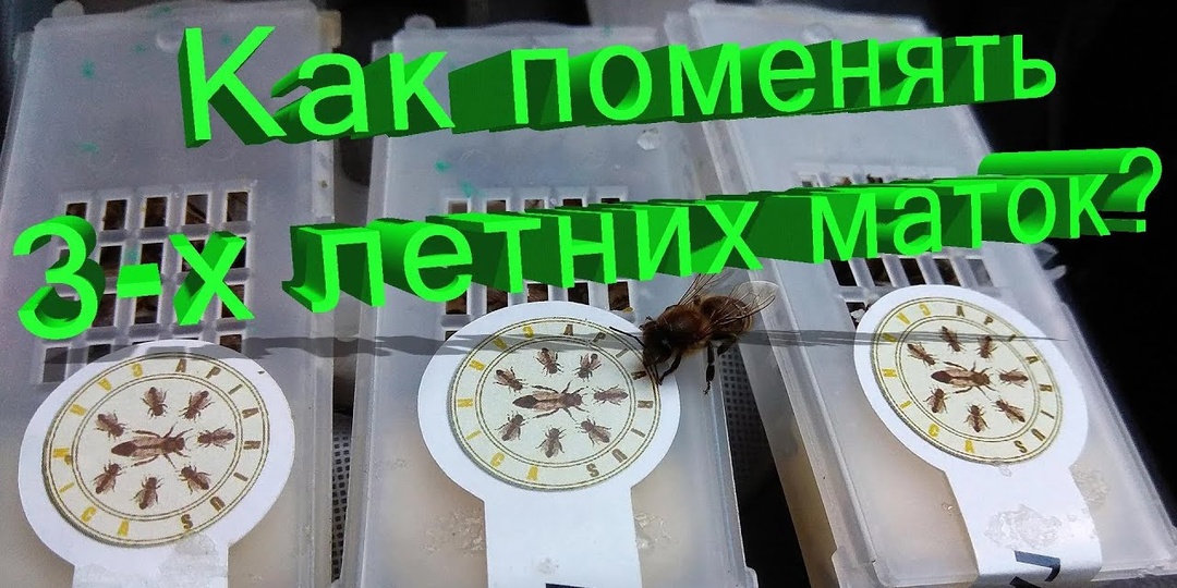 Маткам по 3 года: пора менять. Как, когда и без потери медосбора? Отвечает Кашковский 👑🐝
