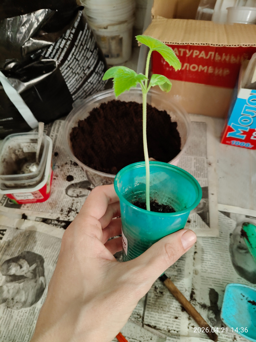 Тут прямо страшный страх, как вырос. Обычно до такого не довожу, но было совсем не до огурцов, упустила время.