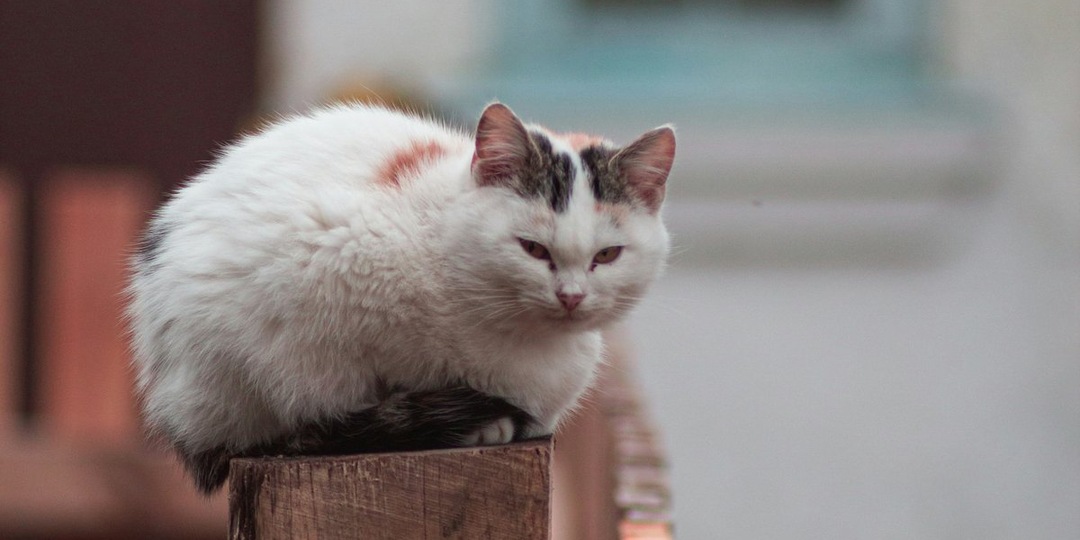 Новое исследование показало, Муси теряются чаще остальных