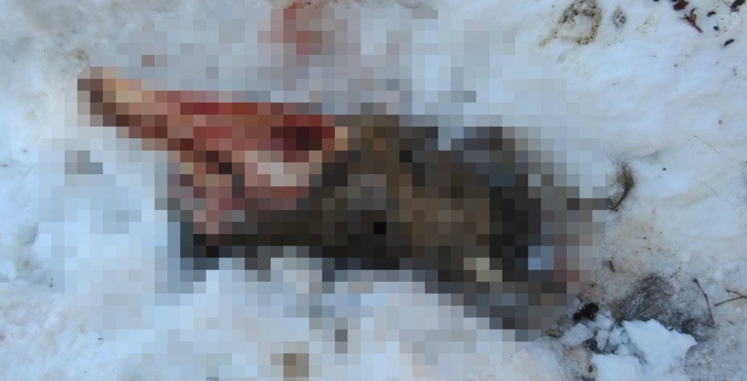 Житель Красноярского края застрелил краснокнижную беременную лосиху