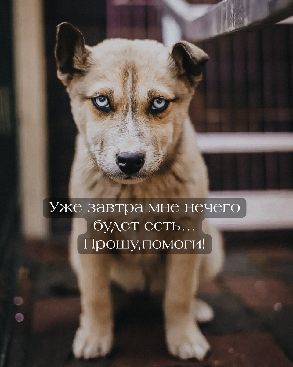 Наш красотка Океания…Крошка с невероятными глазами 💔