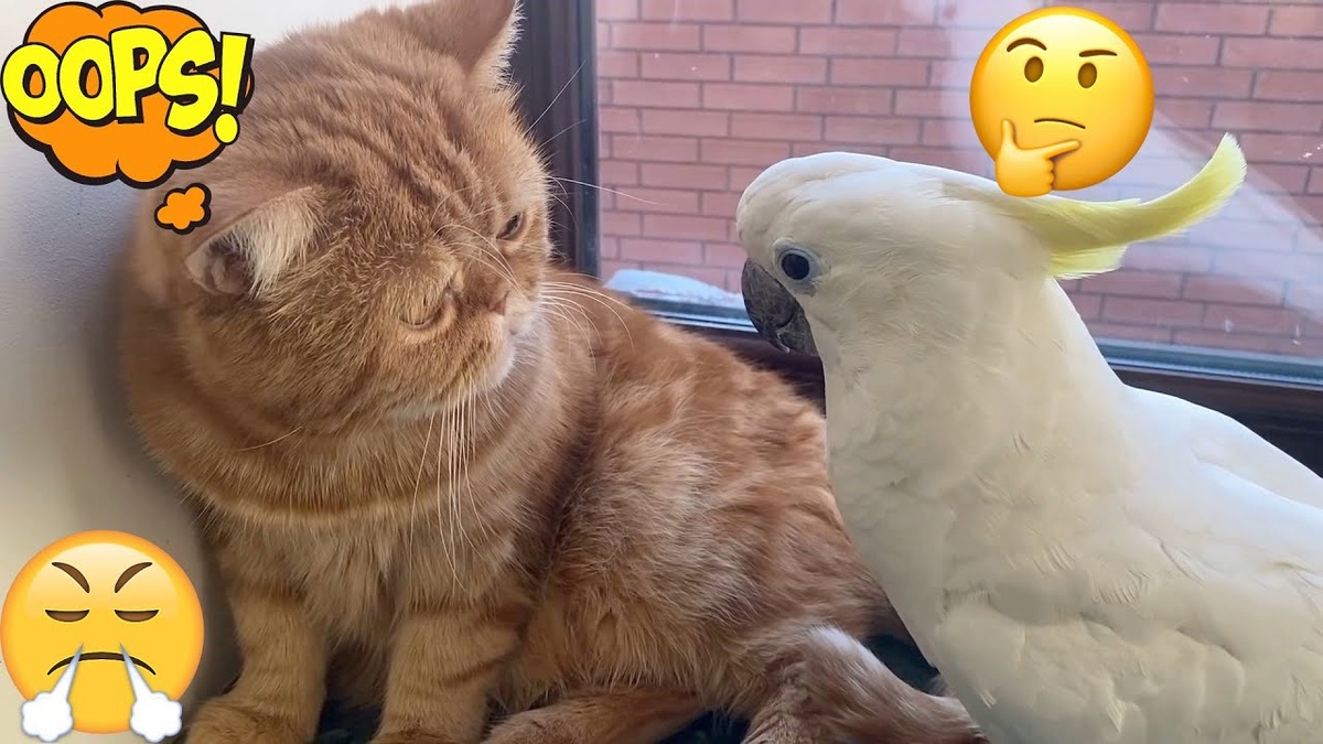 Может ли кошка подружиться с попугаем?