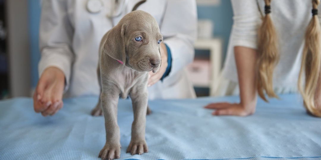 Весенний бум: москвичи массово ведут питомцев на прививки