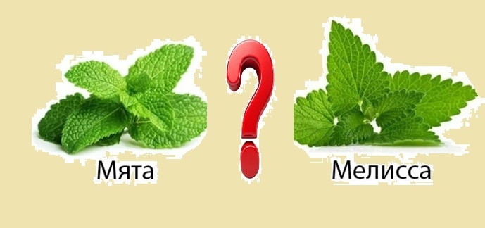 Мята и мелисса: дуэль ароматов или идеальный тандем для сада?