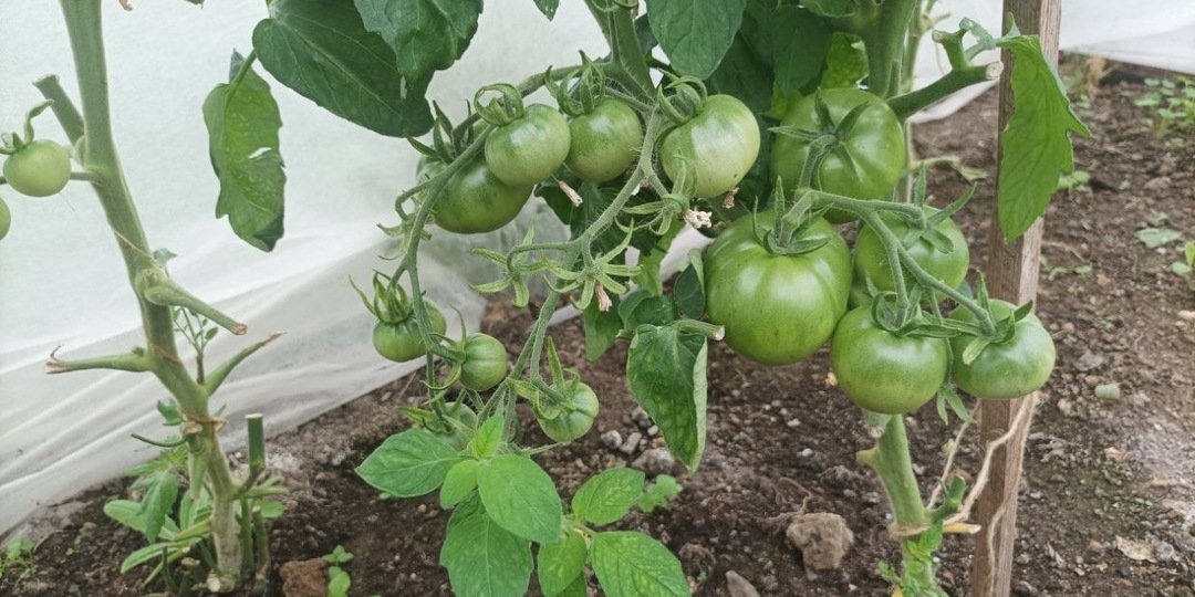 Когда высаживать томаты в теплицу по Лунному календарю-2026: выбираем правильный день — урожай гребем тоннами