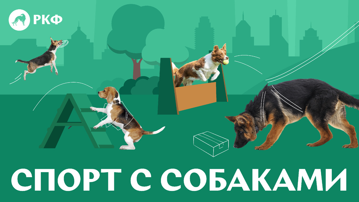 Все о спорте с собаками в системе РКФ