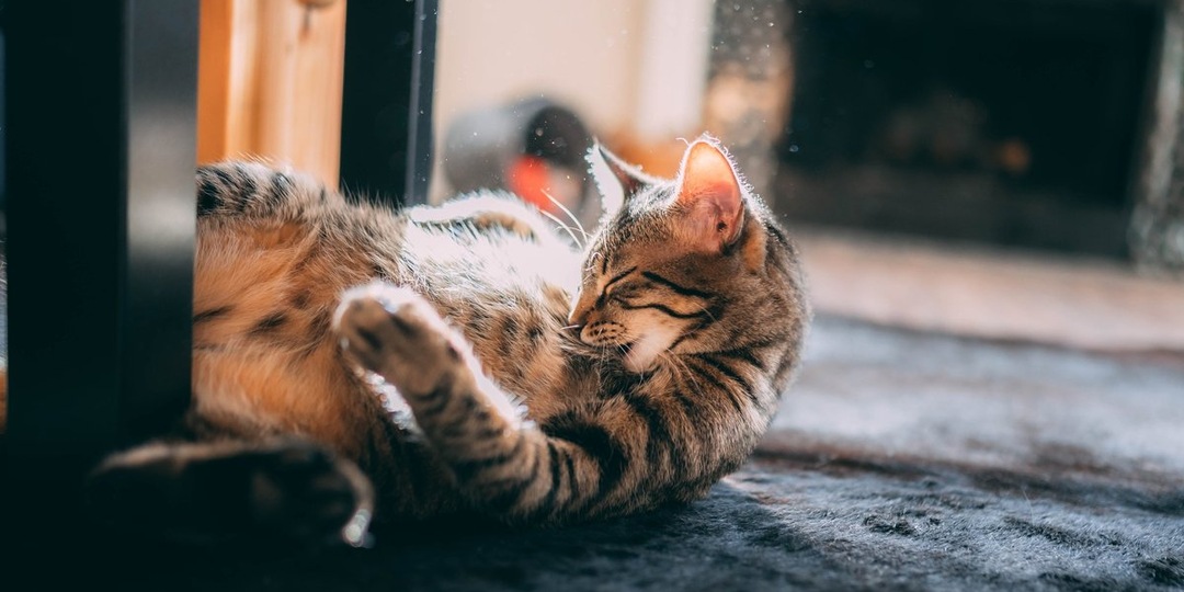 Последняя миссия котокафе: пристроить 10 пушистых постояльцев