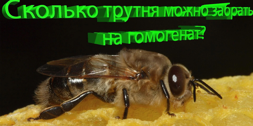 Сколько трутней оставить в семье? Не кормить дармоедов, но и не остаться без маток | Кашковский 🐝👑