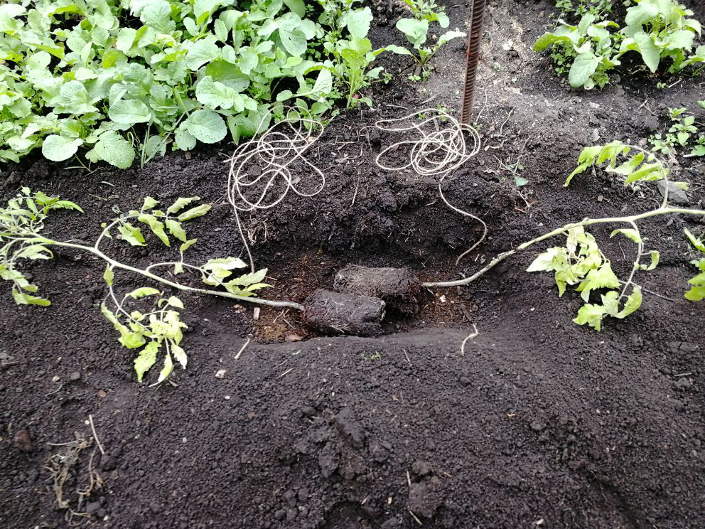 Я сажала по два в одну длинную лунку верхушками в разные стороны