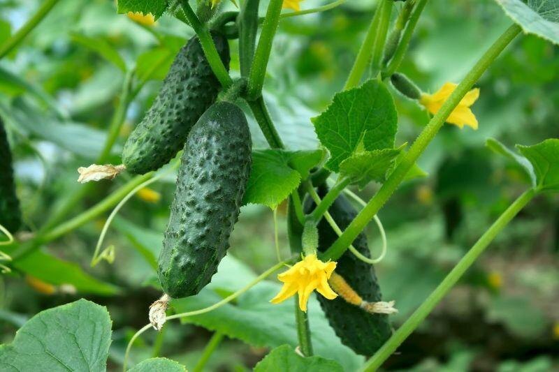 🥒 Подкормка огурцов в июне без химии: ускоряем рост и плодоношение