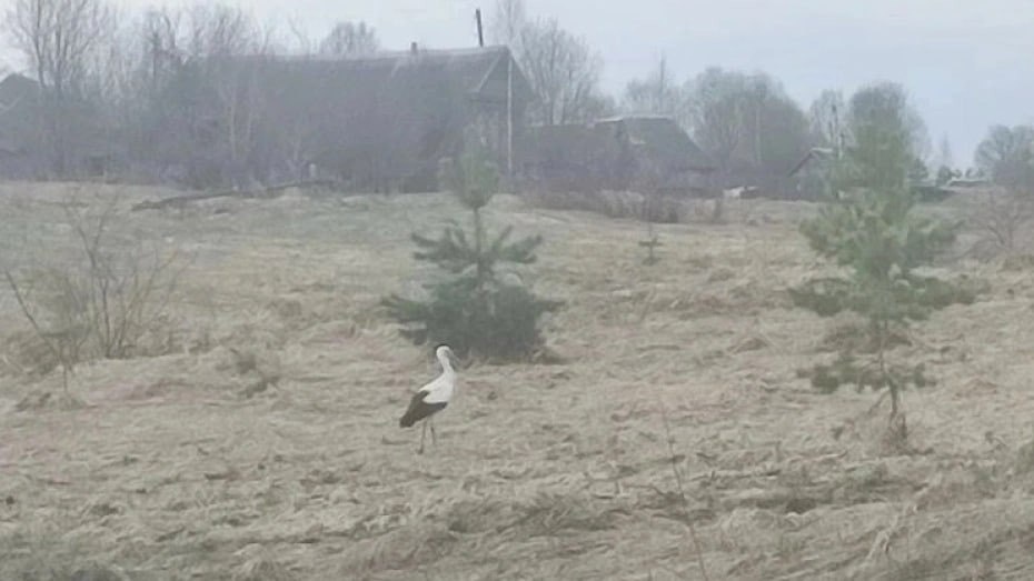 🕊Β Μeлeнкoвcкoм paйoнe зaмeтили вeличecтвeннoгo aиcтa