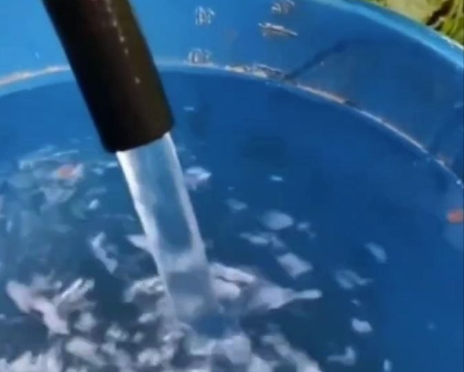 Медведка, хрущ пропадут с участка