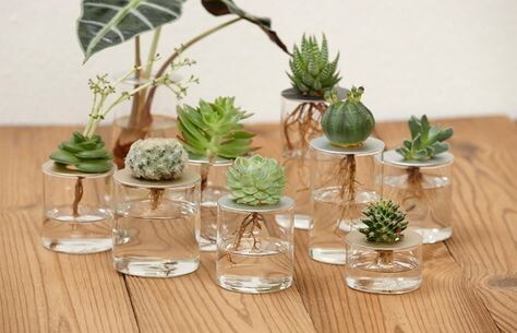 Суккуленты, фото из пинтереста