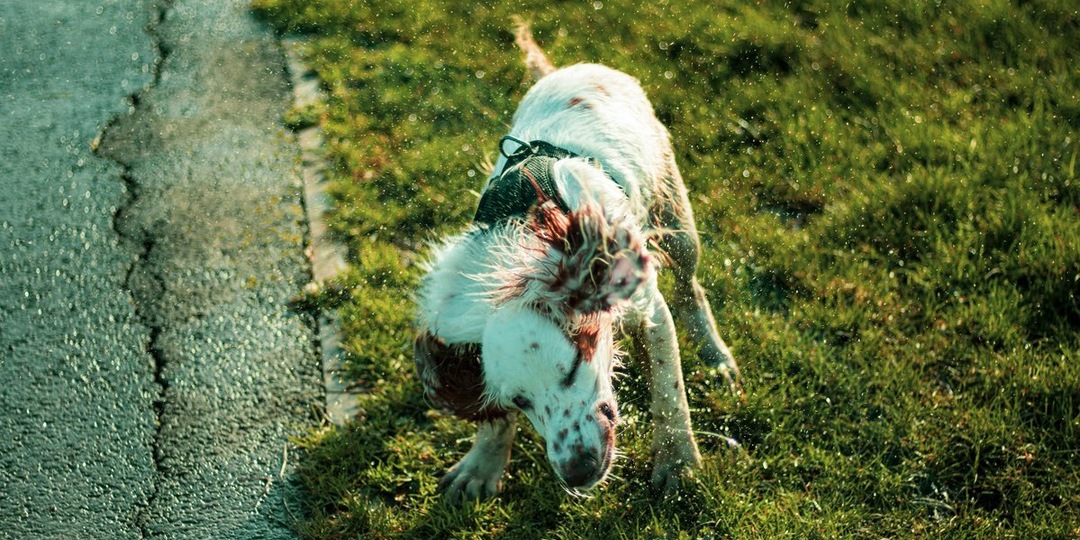 Владельцам кошек и собак рассказали, почему питомец трясет головой