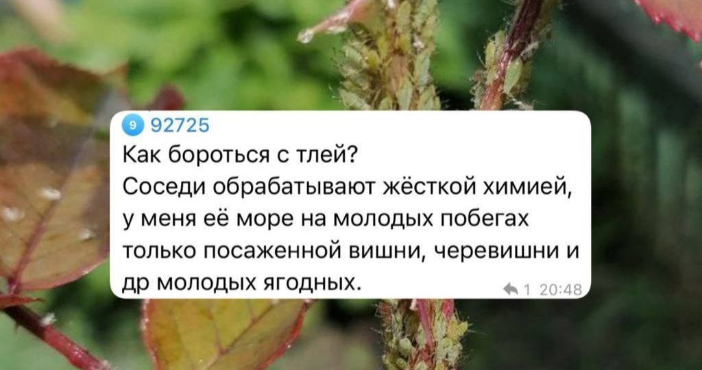 История садовода: думал, что борюсь с тлей, а оказалось - помогал