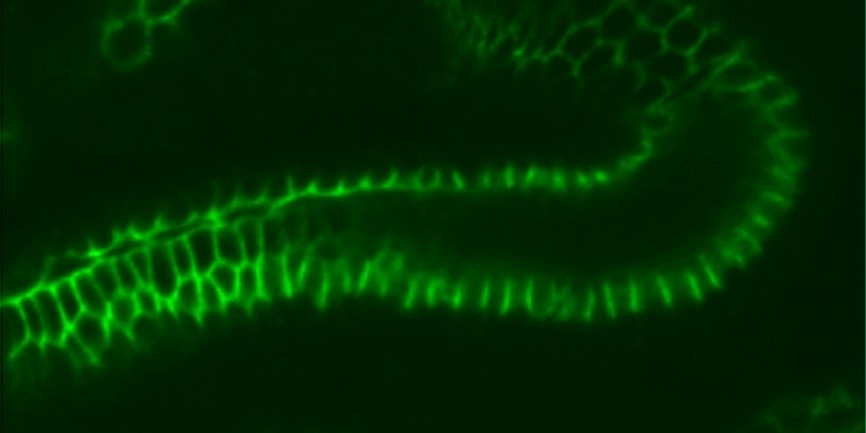 Белок клаудин в кишечном эпителии эмбриона плодовой мушки Drosophila melanogaster, окрашенный специфичными флуоресцирующими антителами. © CC BY-SA 2.5/ Nina