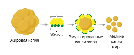 Процесс эмульгирование жиров в кишечнике