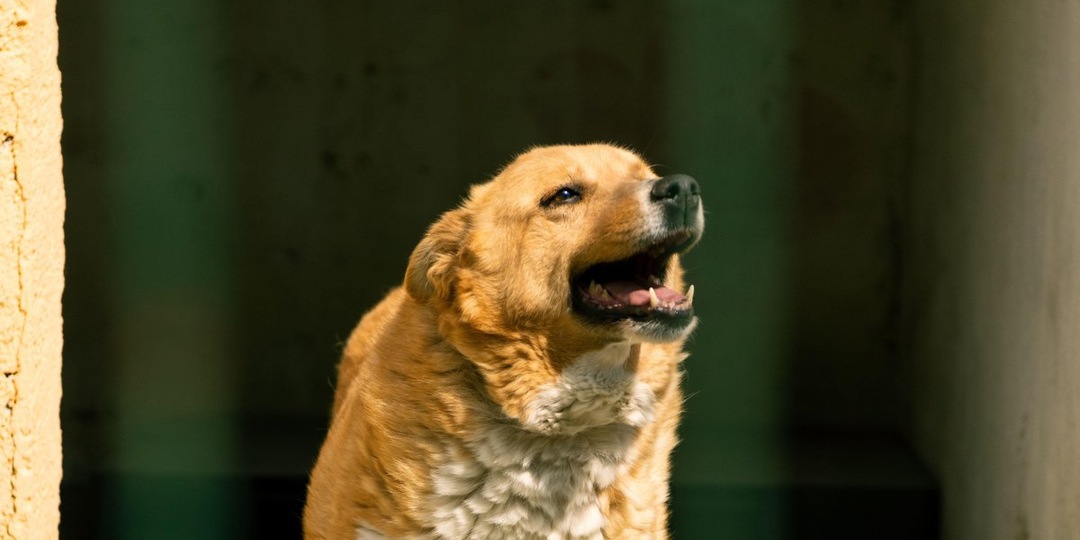 Борьба за Белку продолжается: жители Красноярска не сдаются