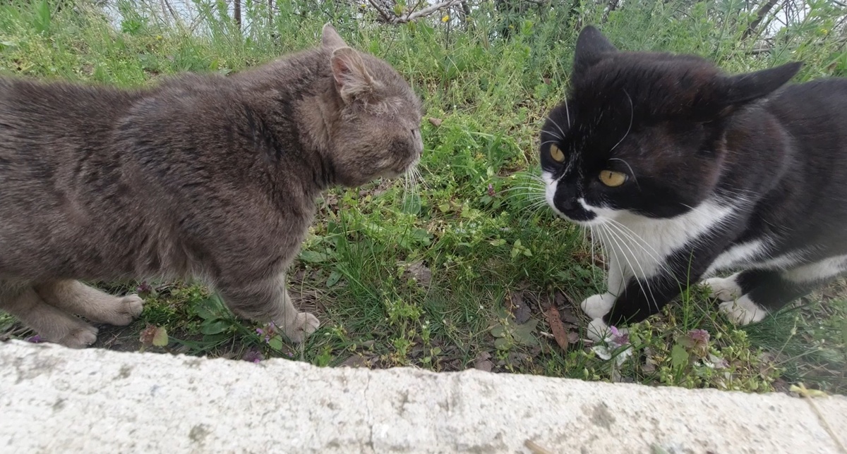 Коты вышли на тропу войны