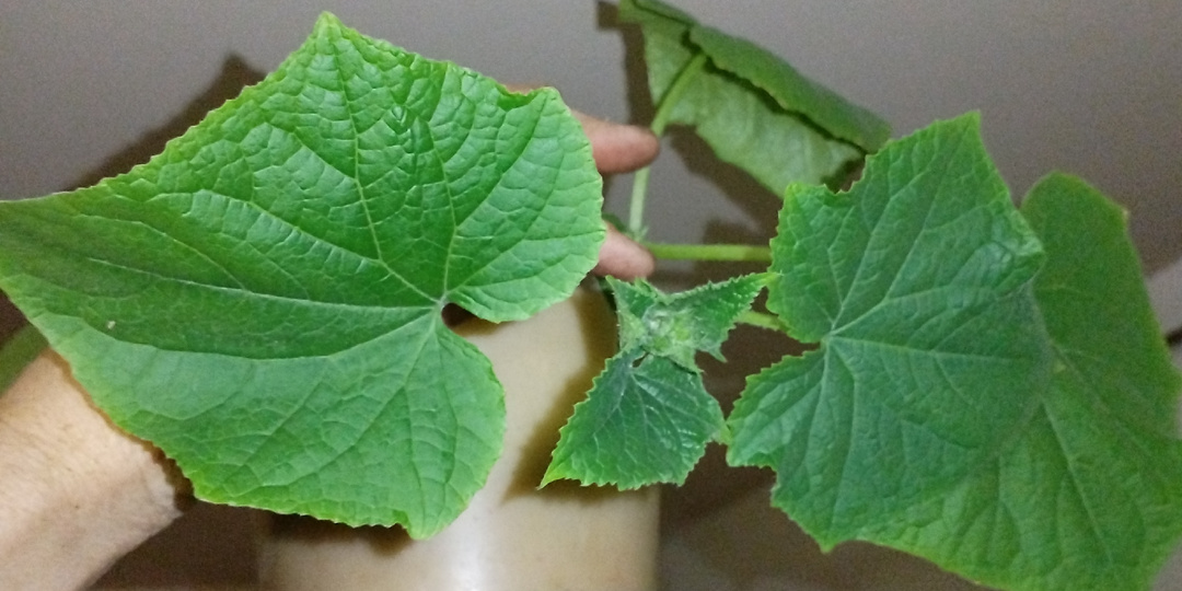 План собрать тонну урожая с 1,5 соток! Ч1 рассада.