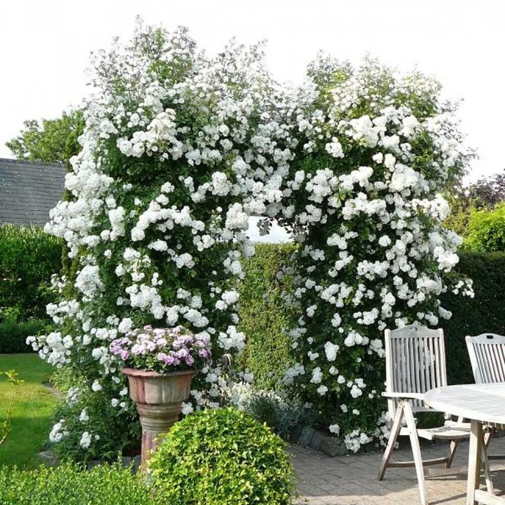 Rambling Rector» создаёт белоснежные водопады цветов на любой опоре. Фото: из открытых источников.