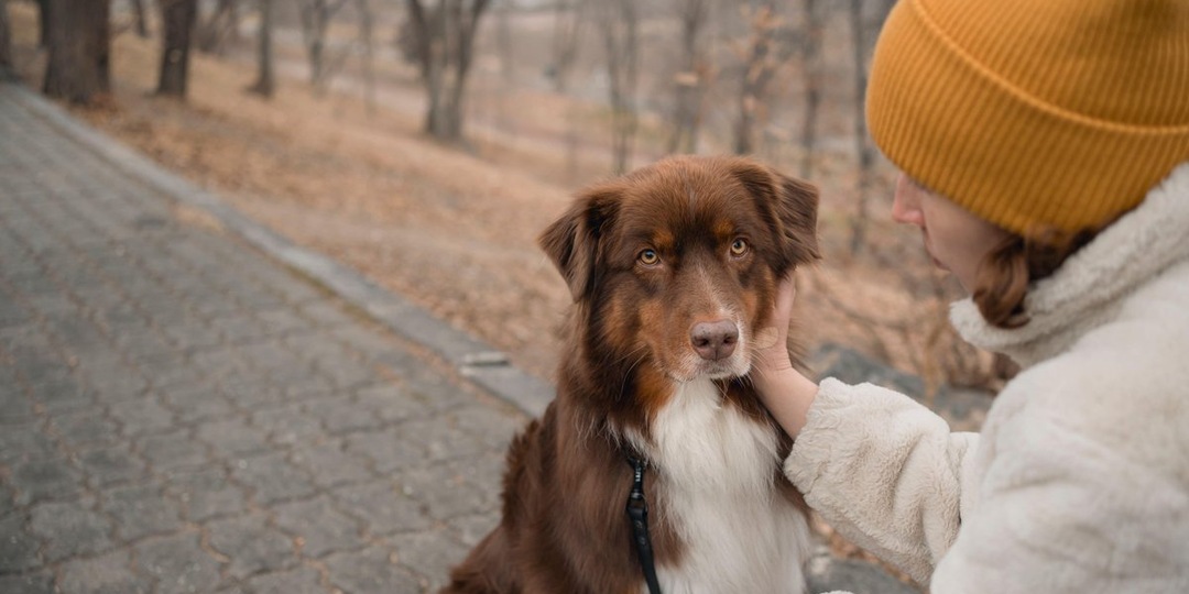 Нужна ли собаке рулетка: комфортные прогулки после дрессировки