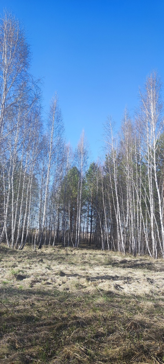 Лес