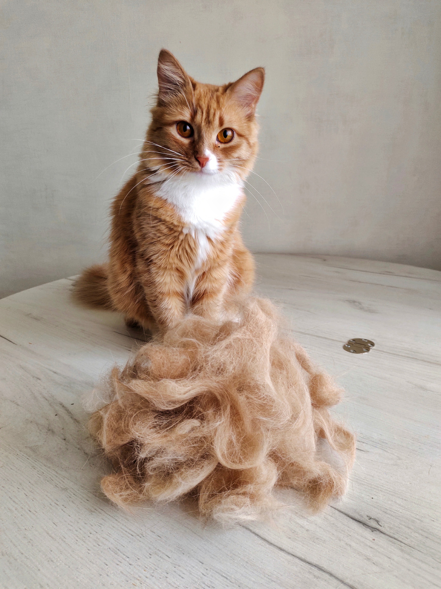Пришла весна, коты облетели 